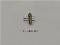 藏品(褐點綠刺蛾)的圖片